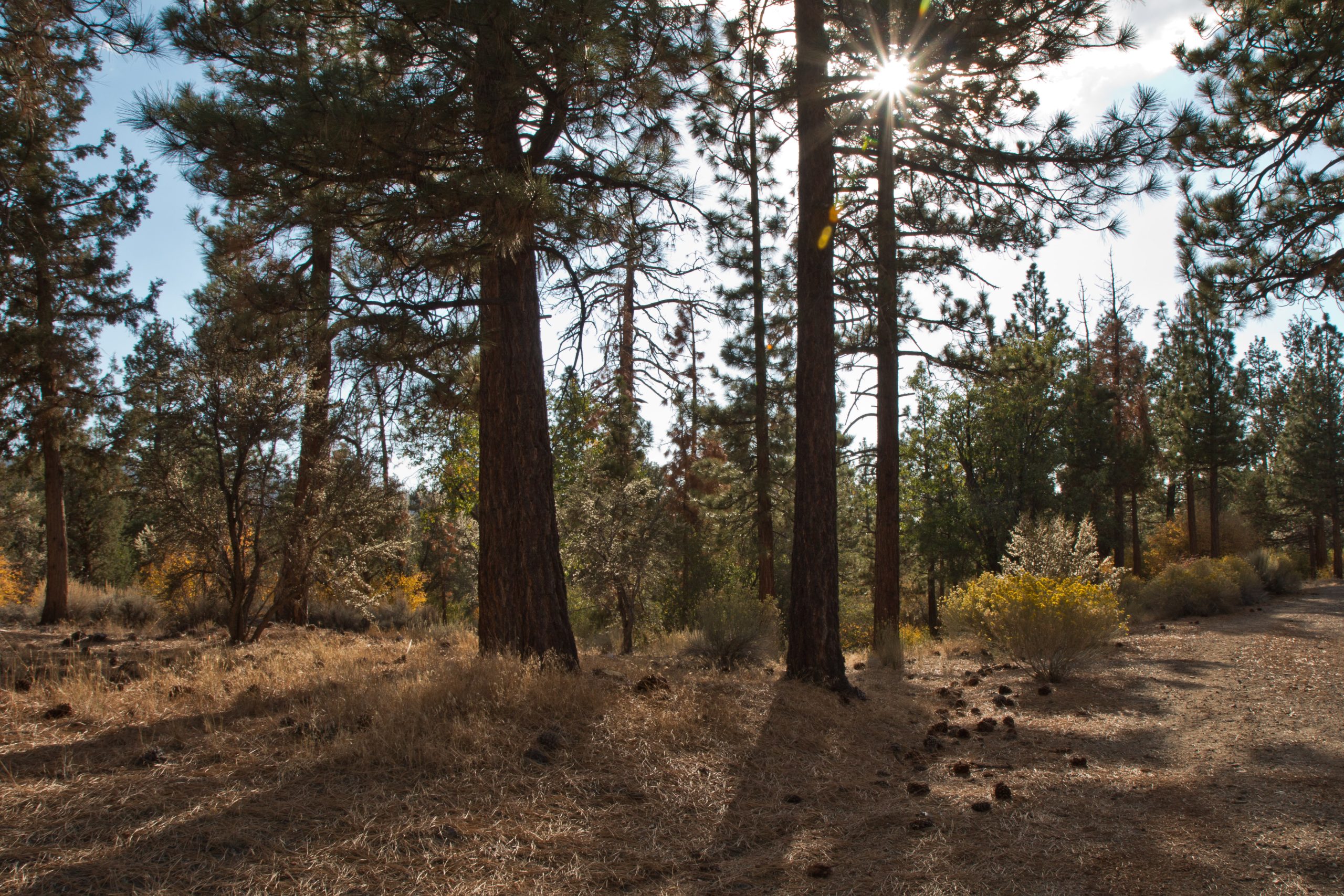 trees and mountains at big bear retreat center nature