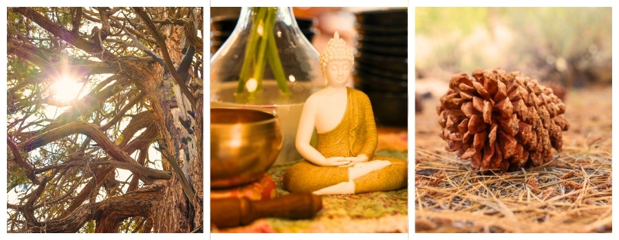 Buddhism, singing bowls, pine cone, nature at big bear, tree of resilience, sunshine, meditation retreat