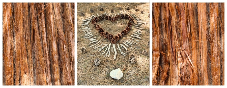 nature at big bear retreat center, forest bathing, pine cone heart, tree of resilience, trees of big bear