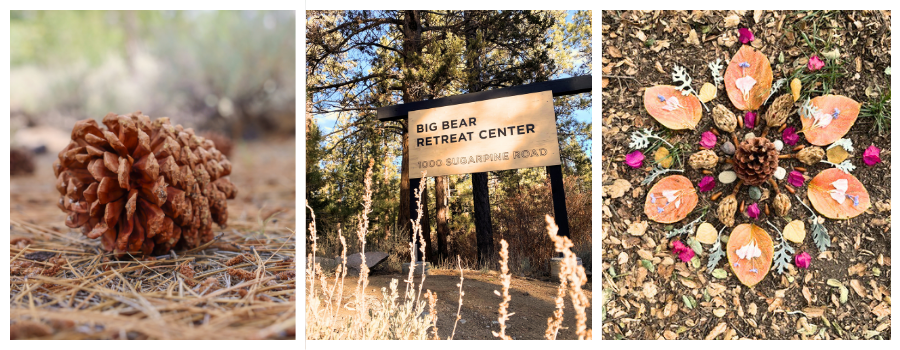 pine cone, trees of big bear retreat center, forest bathing, nature, spirit, healing, meditation retreat, 