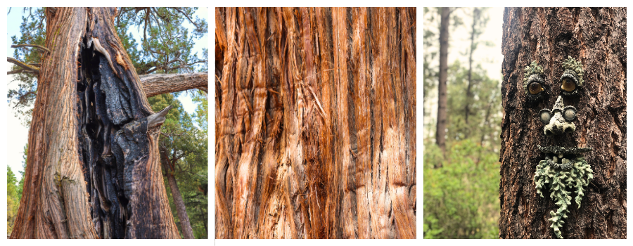 trees of big bear retreat center, tree of resilience, earth and nature