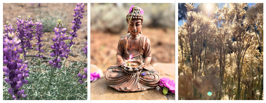 Buddhism, dharma center, big bear retreat center, nature, morning light, flowers, devotion