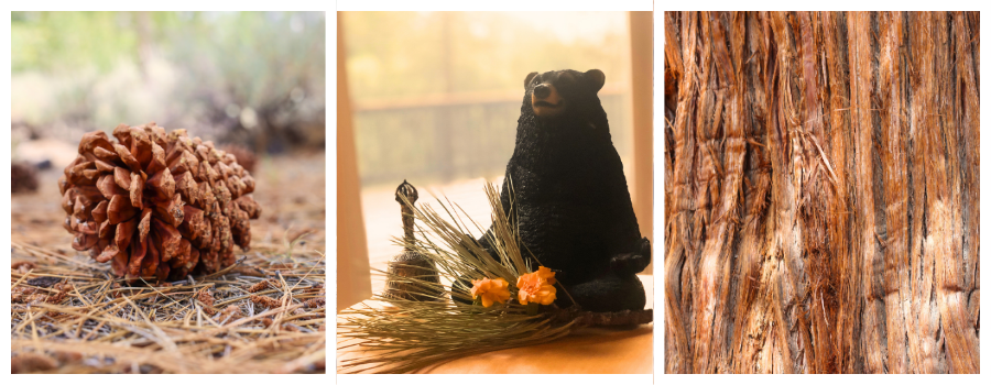 retreat center, nature, big bear, patience in nature, meditation practice, bell, pine cone
