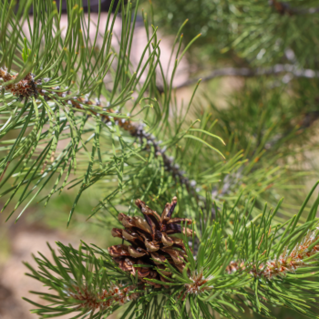 Pine trees of big bear retreat center, chanting and a reflection on joy, Ayya Santacitta, Dharma Seed