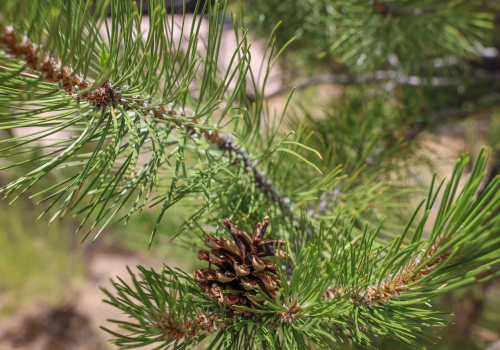 newsletter images 500x350 (1)