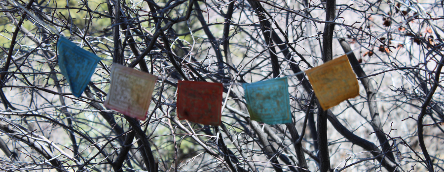 newsletter images 900 x 300 7
