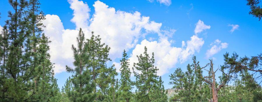 clouds, trees, big bear retreat center, forest, San Bernardino mountains, meditation retreat