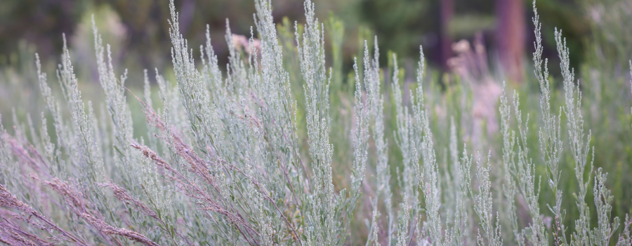 blog images 900 x 300 11