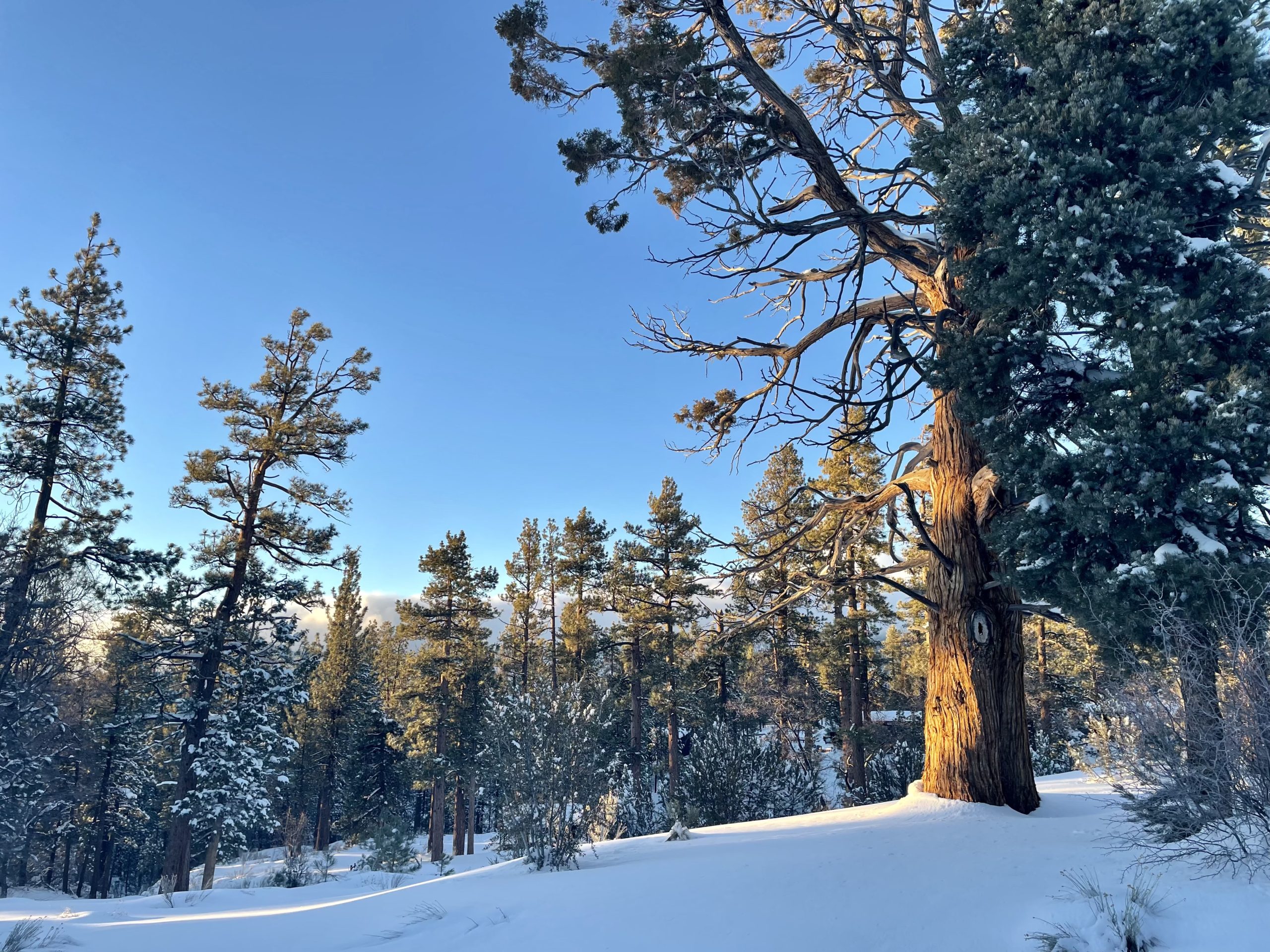 snowytrees_bbrc snowytrees bbrc