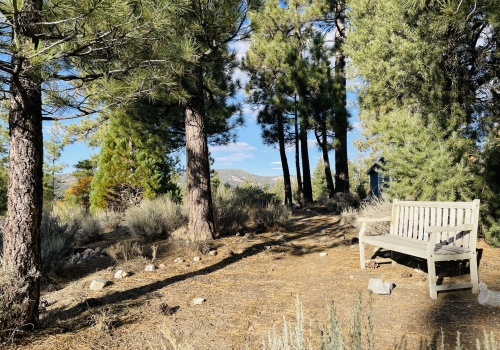 other. bench forest